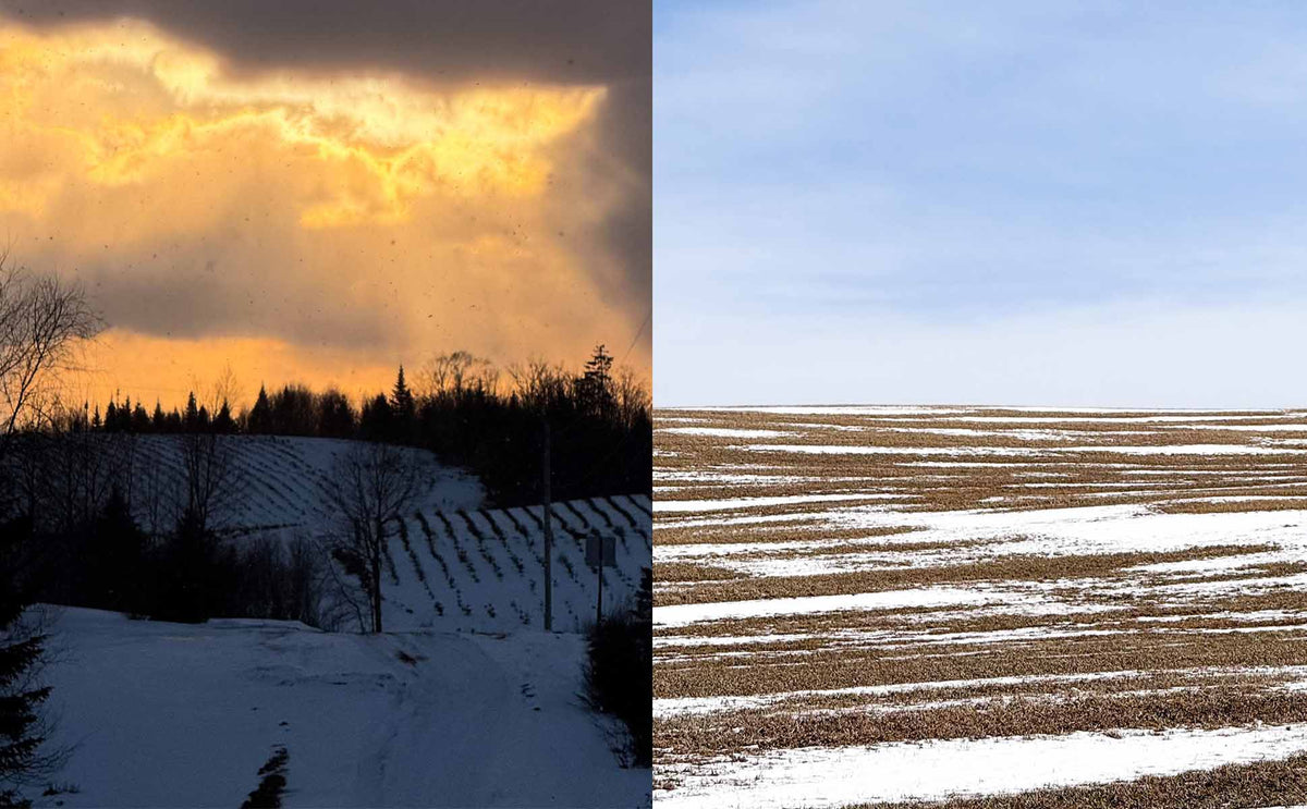 A split landscape photo showing a snowy hillside with dark trees and a dramatic golden-orange sky on the left, and a wide snow-dusted field under a pale blue sky on the right.
