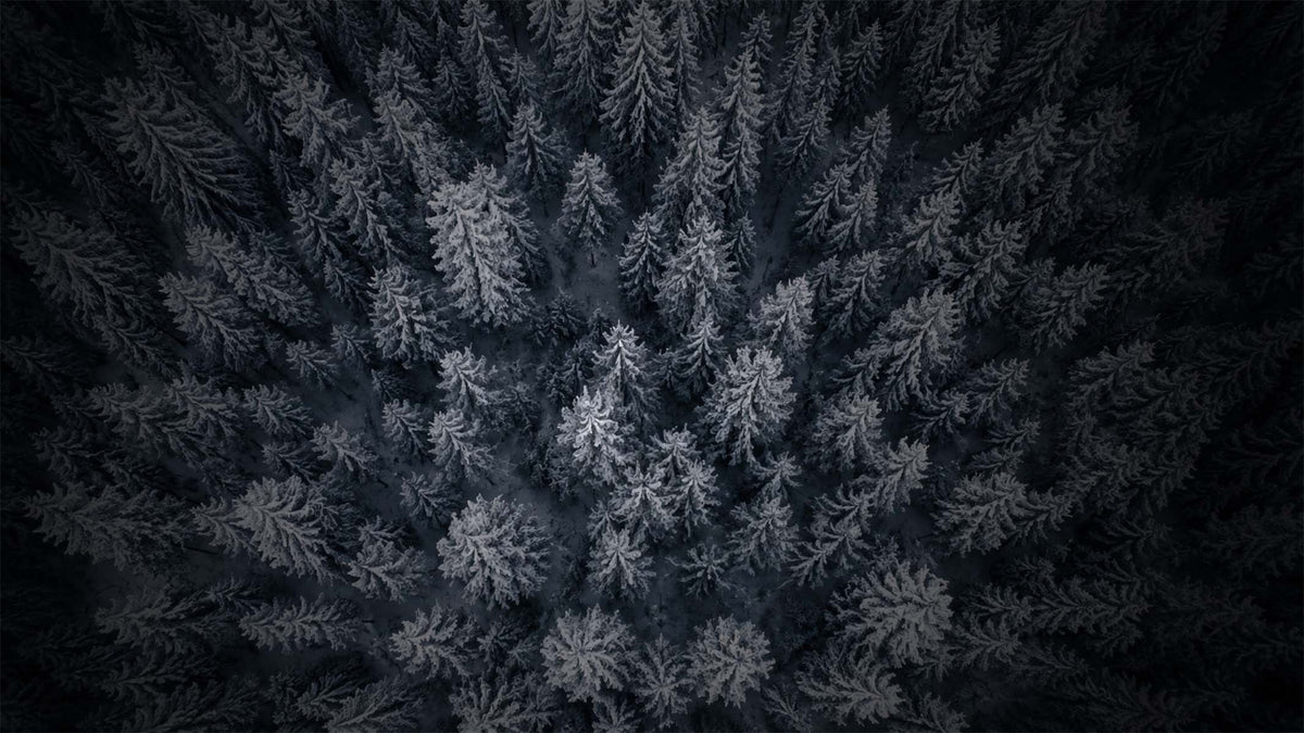 Aerial view of a dense forest of snow-covered pine trees in winter, with frosted branches standing out against a dark background.
